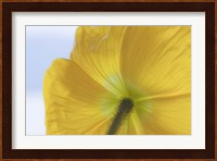 Underside Of Poppy Flower, Seabeck, Washington State Fine Art Print
