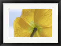 Underside Of Poppy Flower, Seabeck, Washington State Fine Art Print