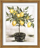 Lemon Tree Fine Art Print