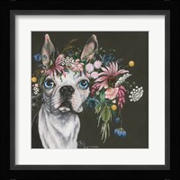 Boston Terrier Fine Art Print