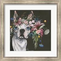 Boston Terrier Fine Art Print