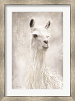 Lulu the Llama Up Close Fine Art Print