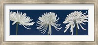 Morning Chrysanthemums V Dark Blue Fine Art Print