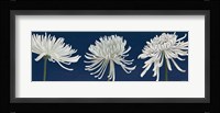Morning Chrysanthemums V Dark Blue Fine Art Print