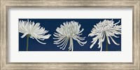 Morning Chrysanthemums V Dark Blue Fine Art Print