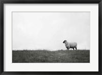 Islay Sheep II Fine Art Print
