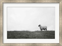 Islay Sheep II Fine Art Print