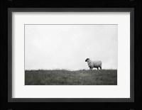 Islay Sheep II Framed Print