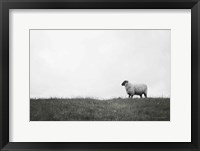 Islay Sheep II Framed Print