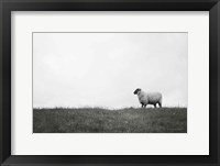 Islay Sheep II Framed Print