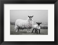 Islay Sheep I Fine Art Print