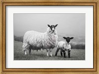 Islay Sheep I Fine Art Print