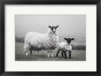 Islay Sheep I Framed Print