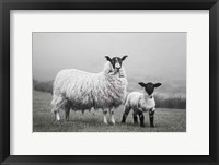 Islay Sheep I Fine Art Print