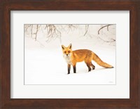 Red Fox IV Fine Art Print