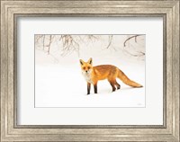 Red Fox IV Fine Art Print