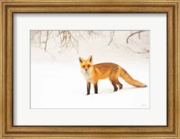 Red Fox IV Fine Art Print