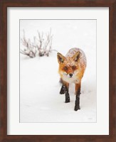 Red Fox III Fine Art Print