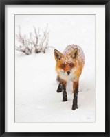 Red Fox III Fine Art Print