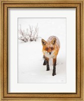 Red Fox III Fine Art Print