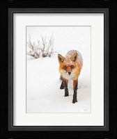 Red Fox III Fine Art Print