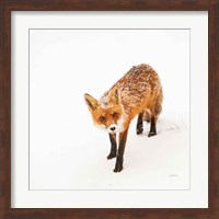 Red Fox II Fine Art Print