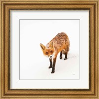 Red Fox II Fine Art Print