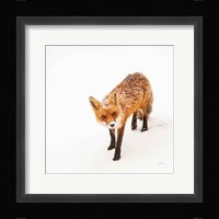 Red Fox II Fine Art Print