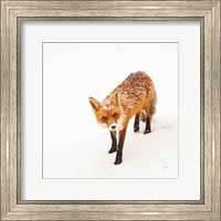 Red Fox II Fine Art Print