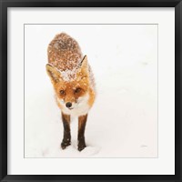 Red Fox I Fine Art Print