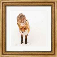 Red Fox I Fine Art Print