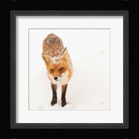 Red Fox I Fine Art Print