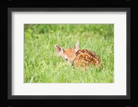 A Fawn Fine Art Print