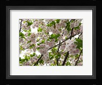 Close-up of Cherry Blossom Flowers, Harajuku, Meiji Shrine, Tokyo, Japan Fine Art Print