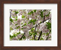 Close-up of Cherry Blossom Flowers, Harajuku, Meiji Shrine, Tokyo, Japan Fine Art Print