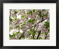 Close-up of Cherry Blossom Flowers, Harajuku, Meiji Shrine, Tokyo, Japan Fine Art Print