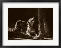 Catahoulas Fine Art Print