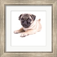 Cute Pug Puppy Fine Art Print