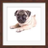 Cute Pug Puppy Fine Art Print