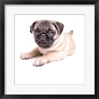 Cute Pug Puppy Fine Art Print