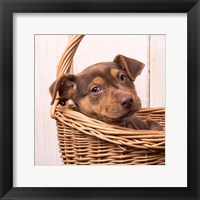 Puppy in a Basket Fine Art Print