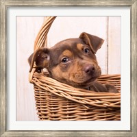 Puppy in a Basket Fine Art Print
