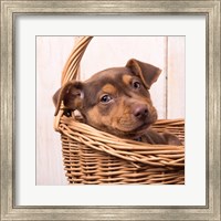 Puppy in a Basket Fine Art Print