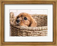 Puppy in a Laundry Basket Fine Art Print