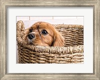 Puppy in a Laundry Basket Fine Art Print
