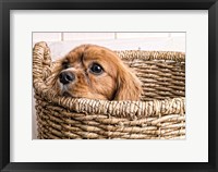 Puppy in a Laundry Basket Fine Art Print