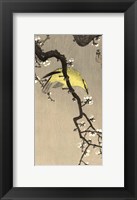Chinese Wielewaal on Plum Blossom Branch, 1900-1910 Fine Art Print