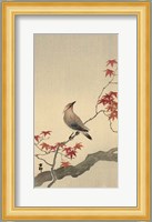 Japanese Waxwing on Maple, 1900-1936 Fine Art Print