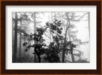 Foggy Trees Fine Art Print