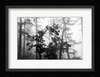Foggy Trees Fine Art Print